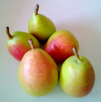 Coscia Pear Coscia Pear