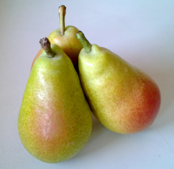 Dr. Guyot Pear