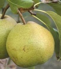 Passacrassana Pear Passacrassana Pear