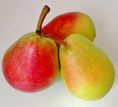 Santa Maria Pear